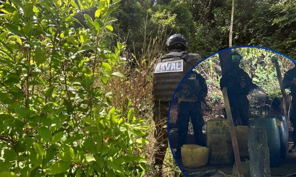 Fuerza Naval localiza plantación de supuesta coca en Los Portones, Limón, Colón