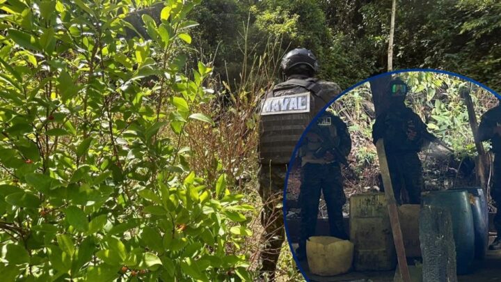 Fuerza Naval localiza plantación de supuesta coca en Los Portones, Limón, Colón