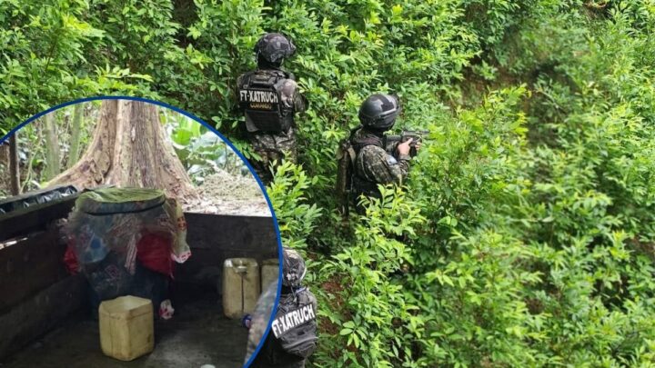 Operativo de las FFAA contra plantaciones de coca en Colón