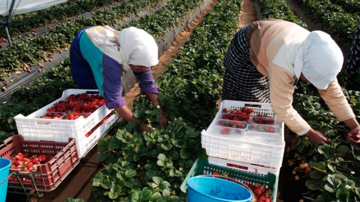Trabajadores hondureños durante la recolección de fresas en España