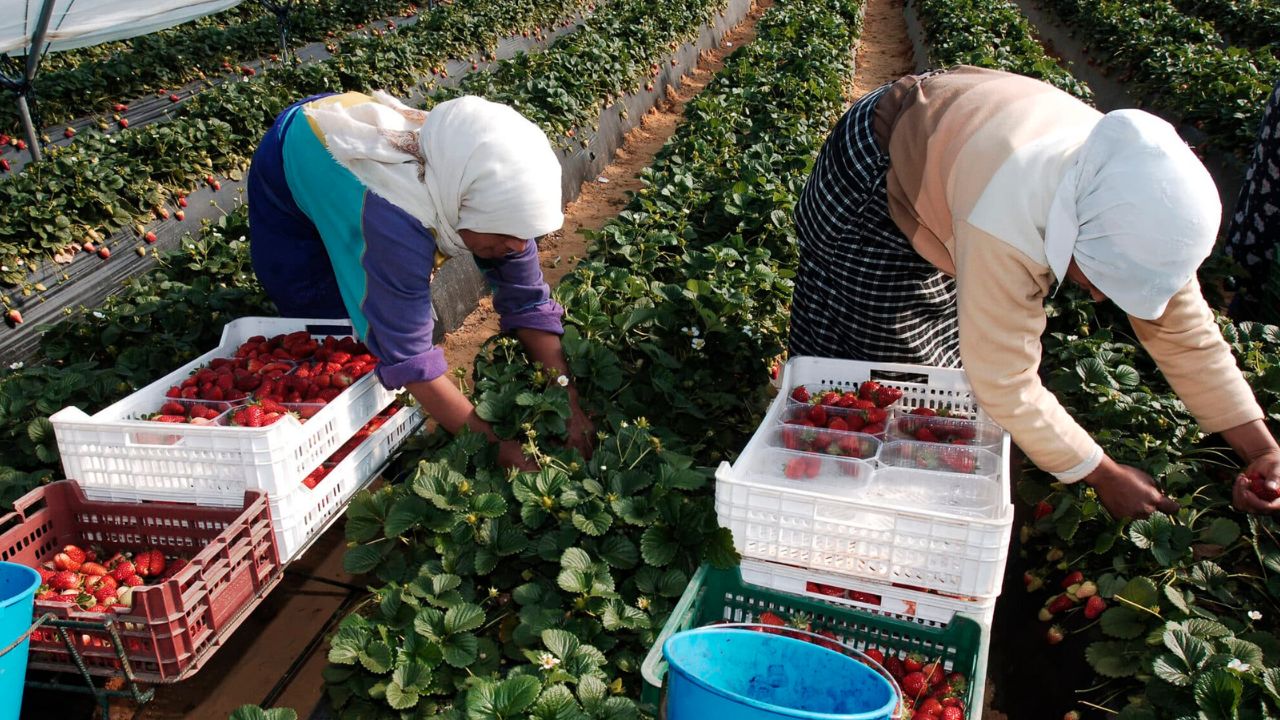 Trabajadores hondureños durante la recolección de fresas en España